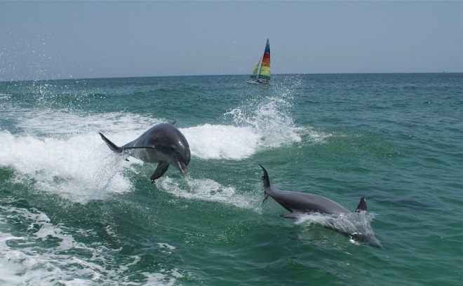 dolphins-1069473_960_720