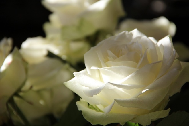 roses-white