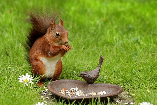 squirrel-eating