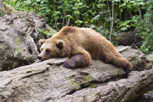 bear-sleeping