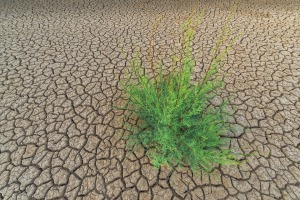 Parched-Earth-Plant