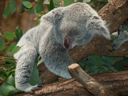 koala-sleeping