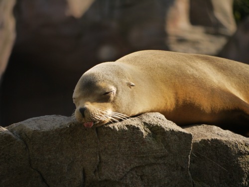seal-sleeping