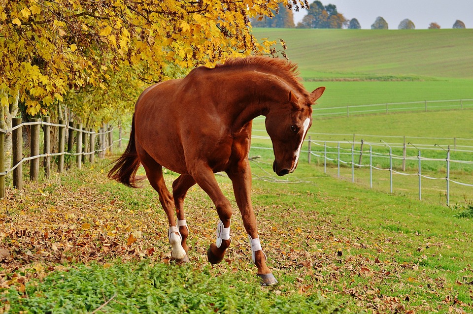 chestnut-galloping