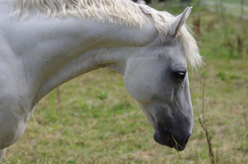 horse-beautiful-neck