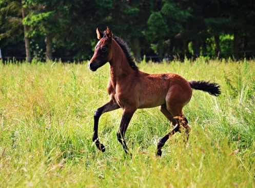 horse-foal-galloping