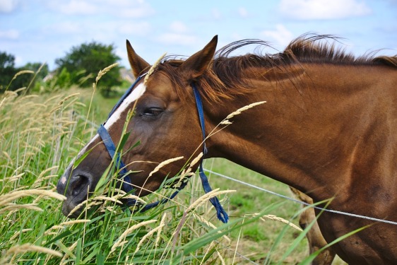 horse-grasses