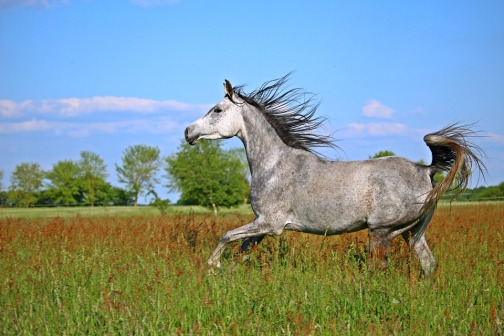 horse-gray-galloping