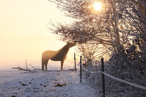 horse-winter-sun
