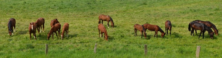 horses-in-green-field