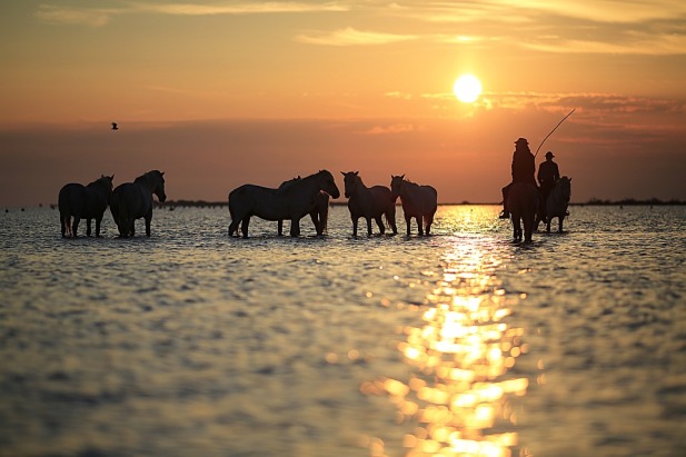 horses-water-sunset