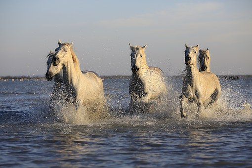 horses-water