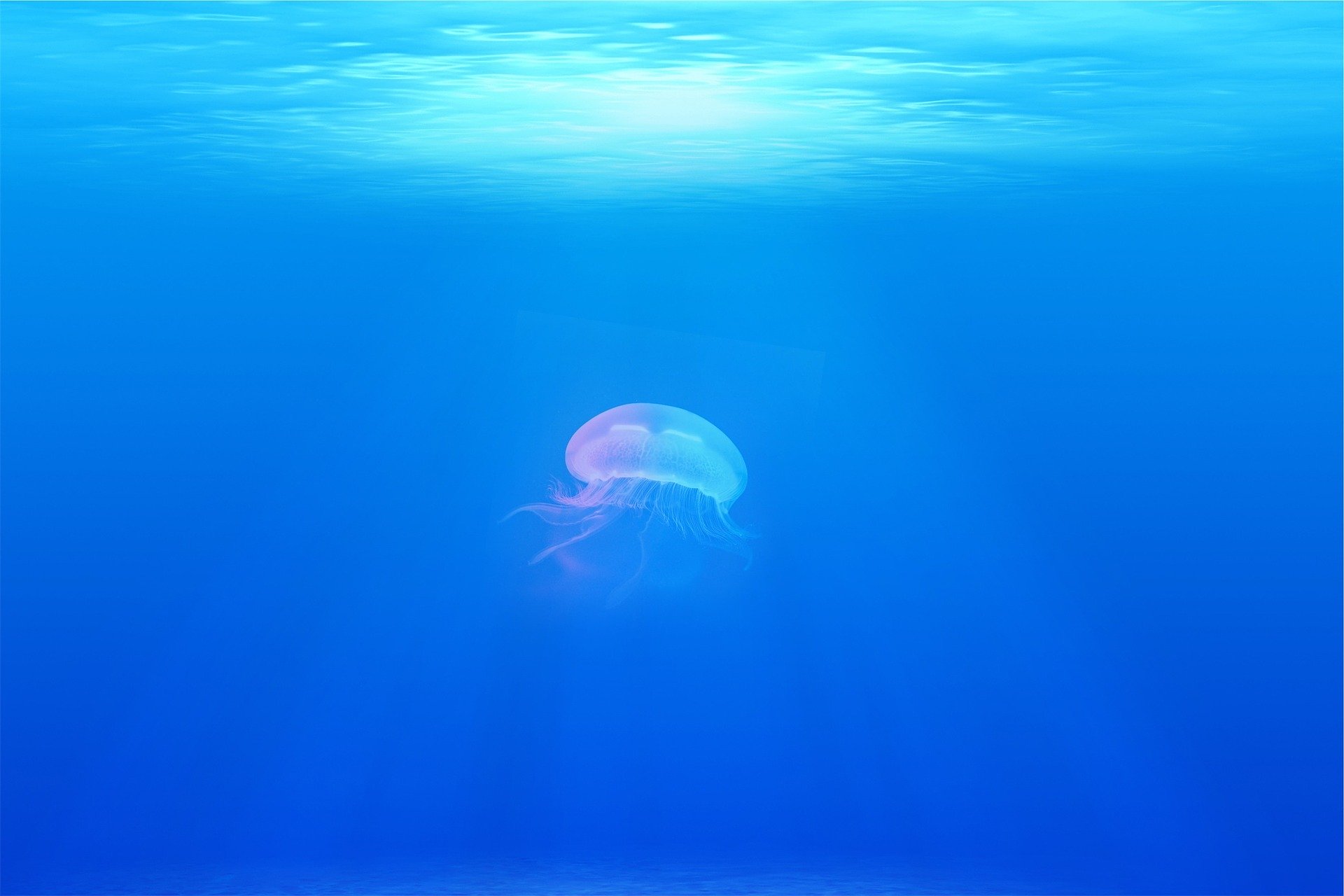jellyfish-698521_1920