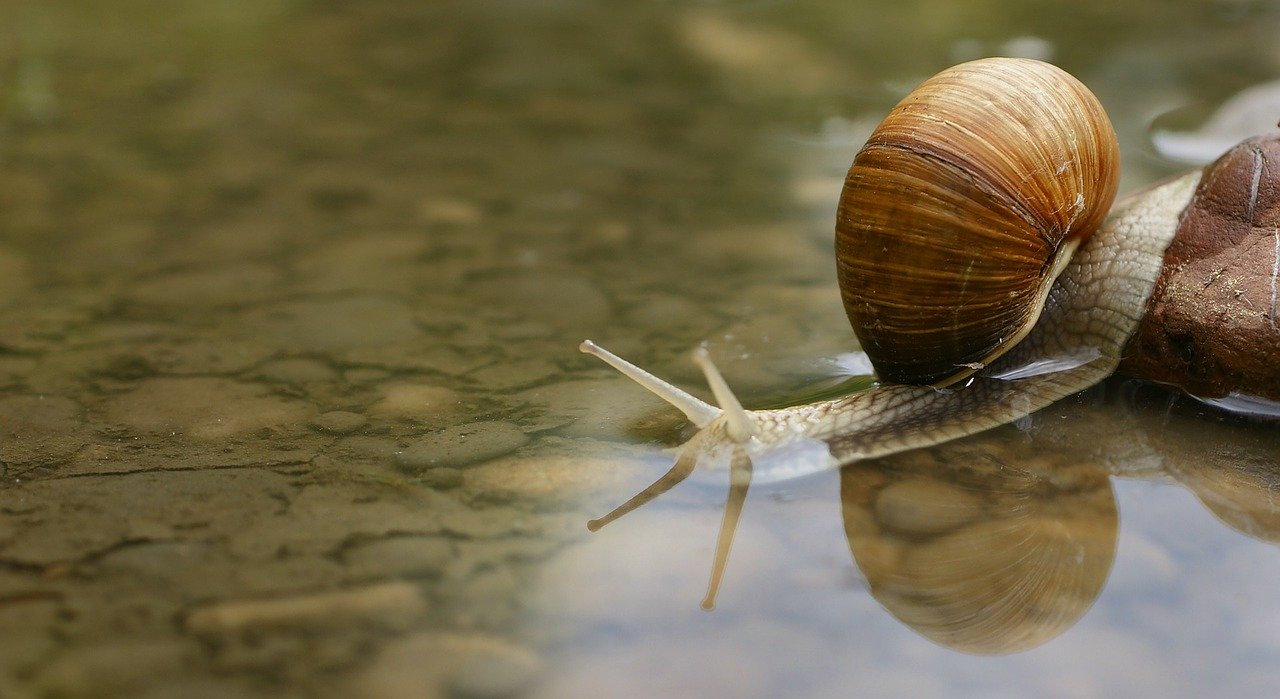 snail-187559_1280